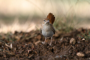Close-up shot of Rufous-tailed Scrub Robin (Cercotrichas galactotes)