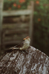 A Guira Cuckoo bird (Guira guira) perched on a tree branch, with predominantly white plumage and black details on the wings and tail. The bird has an orange spiky crest and a yellow beak. The backgrou