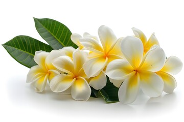 Fototapeta premium Beautiful Plumeria Flowers with Green Leaves on a White Background