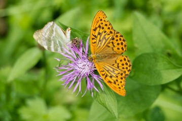 Obraz premium Silver-washed Fritillary butterfly (Argynnis paphia) sitting on pink flower in Zurich, Switzerland
