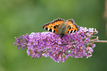 Small tortoiseshell butterfly (Aglais urticae) perched on summer lilac in Zurich, Switzerland