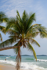 Fototapeta premium palm tree on the beach