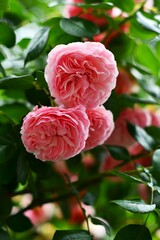 Piękny ogród pełen róż