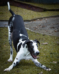 Black and white great dane playfully posing
