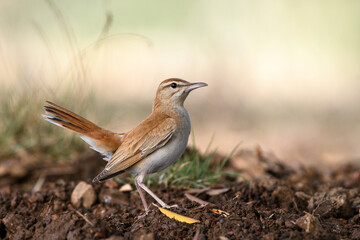 Close-up shot of Rufous-tailed Scrub Robin (Cercotrichas galactotes)