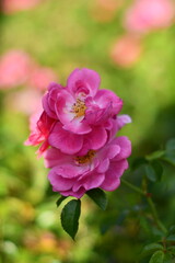 ękny ogród pełen róż