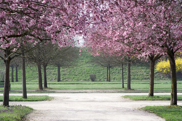 Avenue of cherry trees at the Gardens of Royal Palace Venaria (Italy)