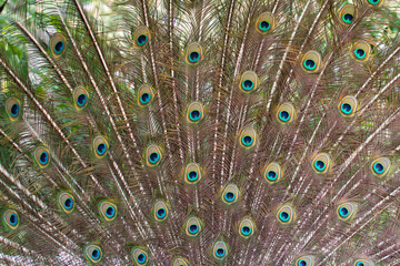 Fototapeta premium Peacock green and blue plumage in close up.