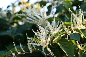 Piękny rdestowiec ostrokończysty  