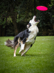 Border collie catching frisbee disc in the air on grass background