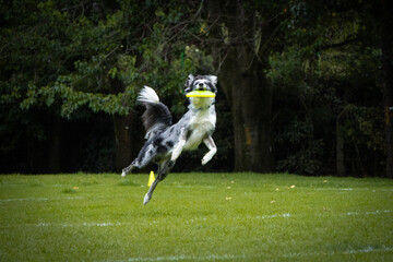 Blue merle border collie catching yellow frisbee disc in the air with green background