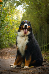 Bernese mountain dog portrait on tropical forest