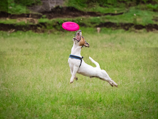 Jack russell terrier catching frisbee disc in the air on grass background