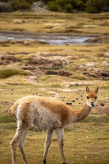 vicunha on the mountain