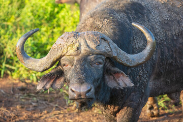 Obraz premium Portrait of african buffalo in natural habitat, kruger national park, south africa., high resolution photo