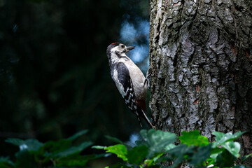 Dendrocopos major