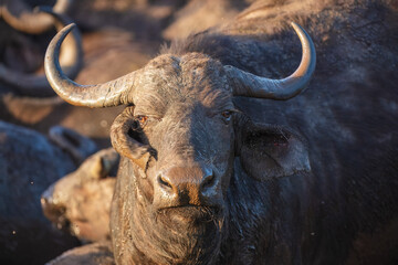 Portrait of african buffalo in natural habitat, kruger national park, south africa., high resolution photo