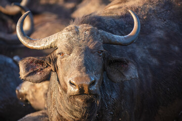 Portrait of african buffalo in natural habitat, kruger national park, south africa., high...