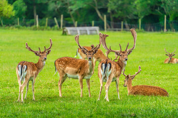 Wild deer The New Forest Hampshire England Uk tourist attraction