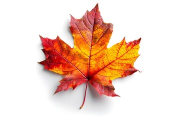 Vibrant Autumn Maple Leaf Showcasing Rich Red and Yellow Hues