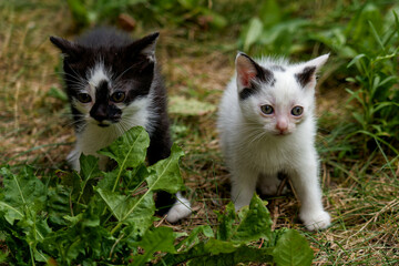 Two-month-old kittens of European breed.