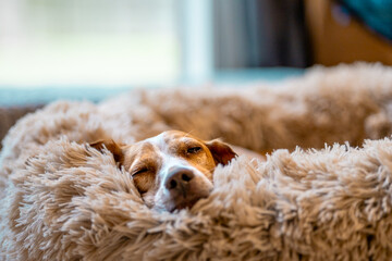 sleepy beagle in fluffy bed	, warm home atmosphere	

