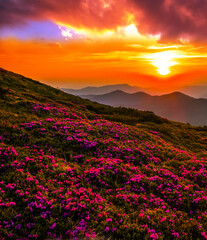 Fototapeta premium blooming pink rhododendrons flowers, amazing panoramic nature scenery, Carpathian mountains, border Ukraine and Romania, Europe 