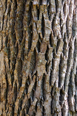 Textura de casca de arvore