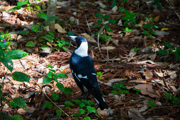 Passaros no parque ou na grama em Brisbane, Austrália