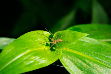 Aranha em uma planta no parque em Brisbane, Austrália
