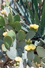 Close up  of wheel cactus (opuntia robusta) flowers in bloom