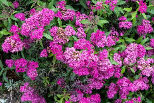 Spiraea japonica 'Anthony Waterer' is a flowering shrub belonging to the Rosaceae family