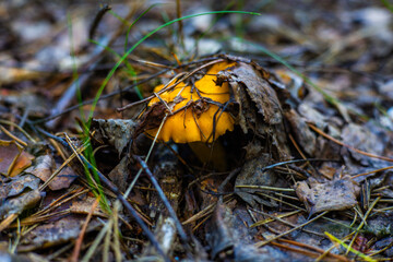 A small chanterelle mushroom grows from the leaves in the forest. Mushroom season is in full swing. A small chanterelle mushroom grows from under fallen leaves in the forest.