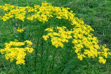 Blühendes Jakobs-Kreuzkraut (Jacobaea vulgaris) auf einer Wiese; auch als Jakobs-Greiskraut, Jakob-Greiskraut oder Jakobskraut bezeichnet; alle Pflanzenteile sind giftig