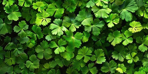Close-up of vibrant green foliage, possibly thyme or parsley, set against a soft blurred background, great for wallpapers and textures.