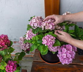 A person is tending to a pink and white flower pot with pink flowers