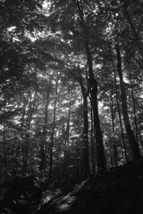 Mont Echo 21 Juillet 2024 N&B