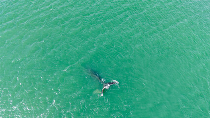 Naklejka premium whales in florianopolis santa catarina brazil