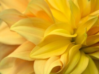 Natural yellow  petals abstract background