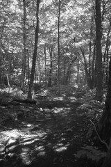 Mont Echo 21 Juillet 2024 N&B