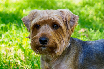 Dog. An adorable Yorkshire terrier in a public park. Pets.