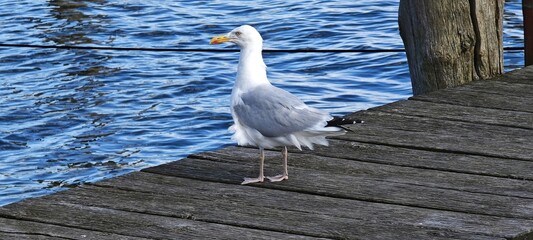 Möwe mit Wind von hinten