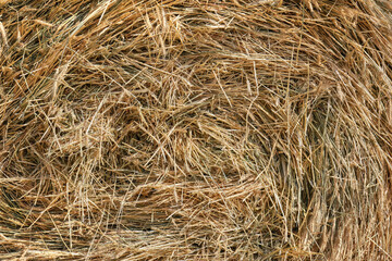 Close-up texture of dry straw of a haystack after harvesting.