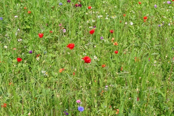 Close-up of a meadow with blooming wild flowers, including poppies, cornflowers and daisies