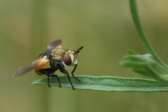 Closeup on the European parasite ladybird or bug-killer fly, Gymnosoma rotundatum perched in vegetation