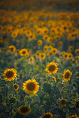 Obraz premium Sunflower field at sunset, the raw material for sunflower oil and sunflower seeds