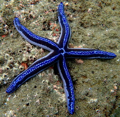 Costa Rica sea life