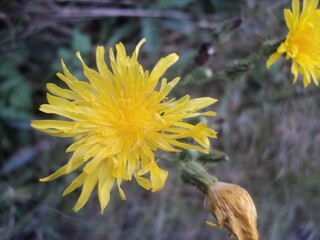 yellow flower