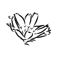 hand drawing of a chicory flower vector