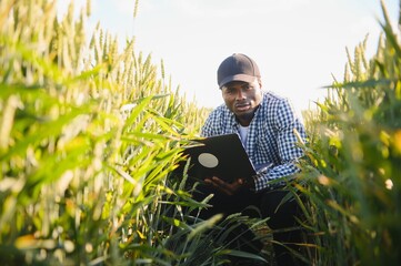 Farmer is standing in his growing wheat field. He is satisfied after successful sowing